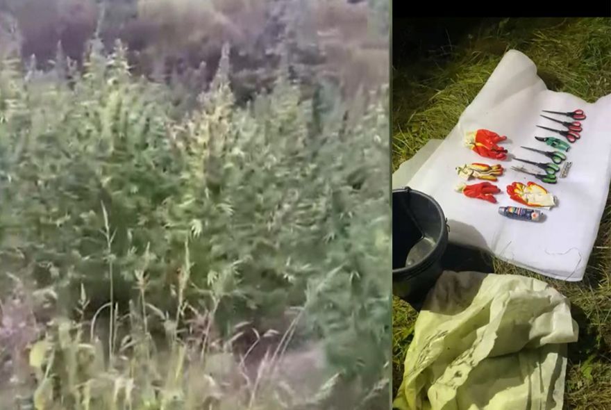 Под Пензой обнаружили наркоплантацию