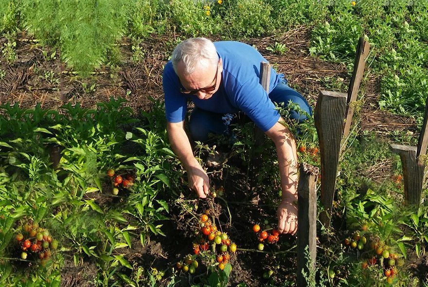 Что делать с недозревшими томатами