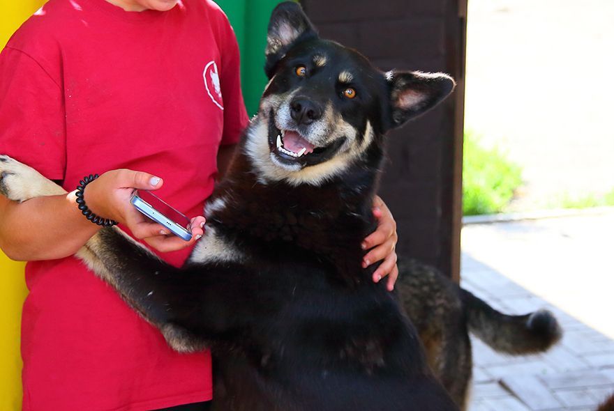 Человек собаке друг?