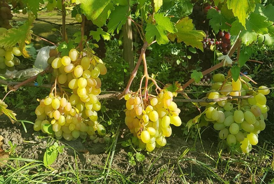 Если виноград трещит «по швам»