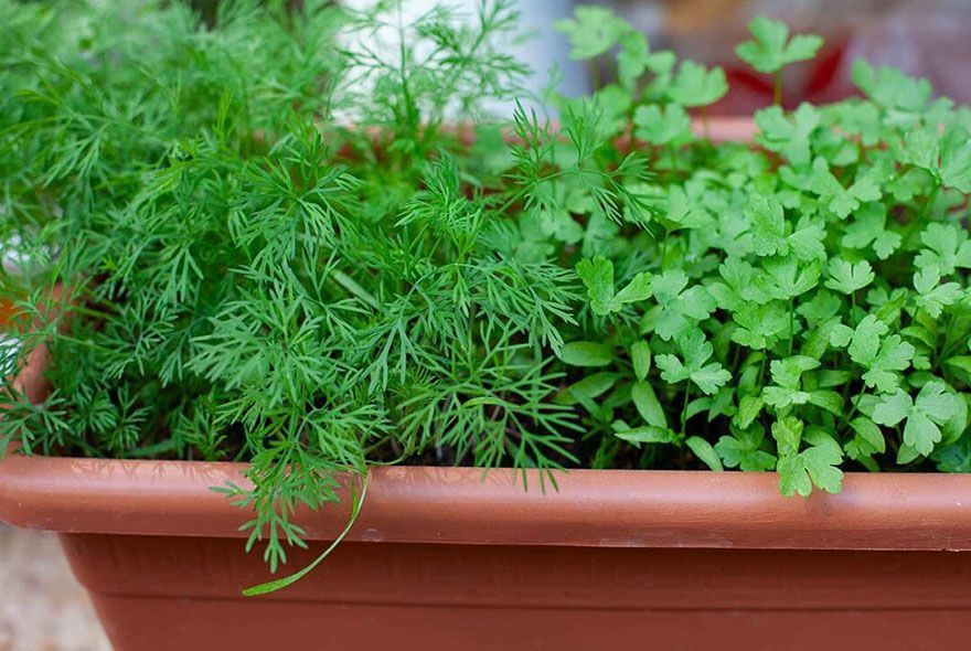 На зеленой волне