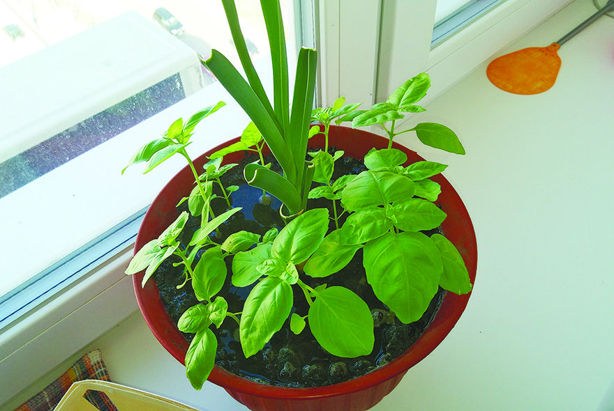 Зеленые островки