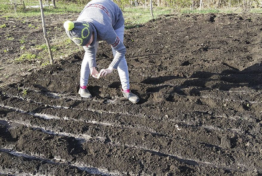 Чернушка под зиму