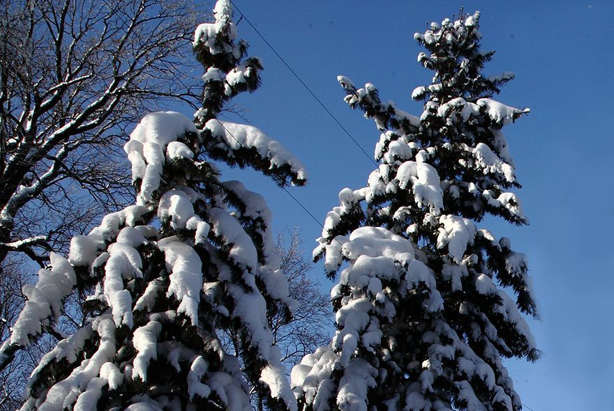 Елочные базары в Пензе
