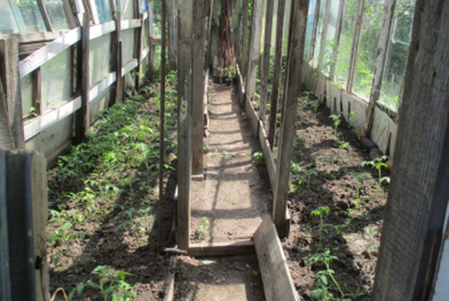 Пензенец выращивал коноплю в дачной теплице