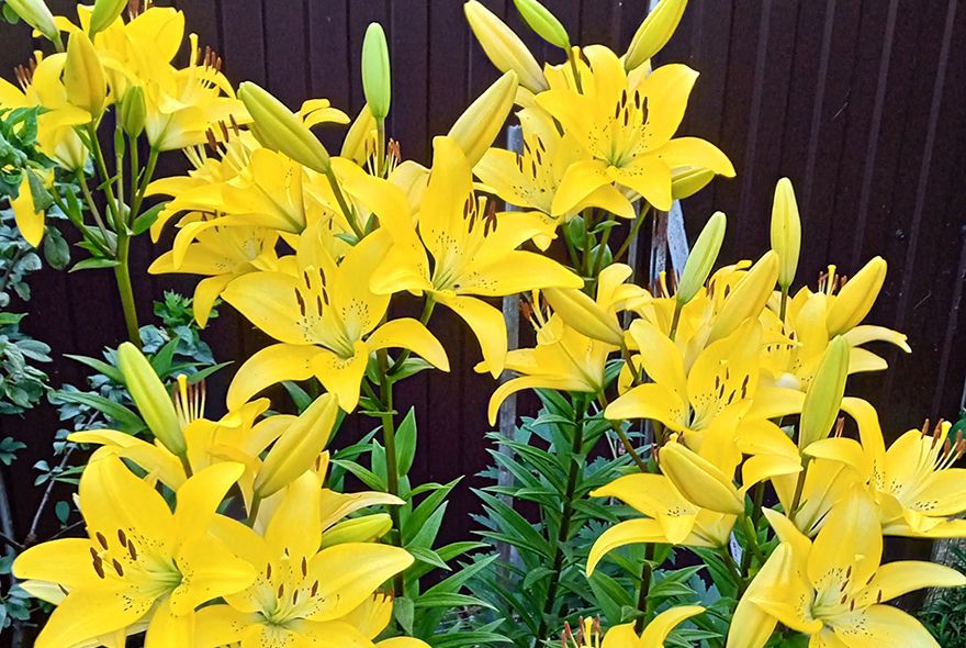 Осенний «переезд» лилий
