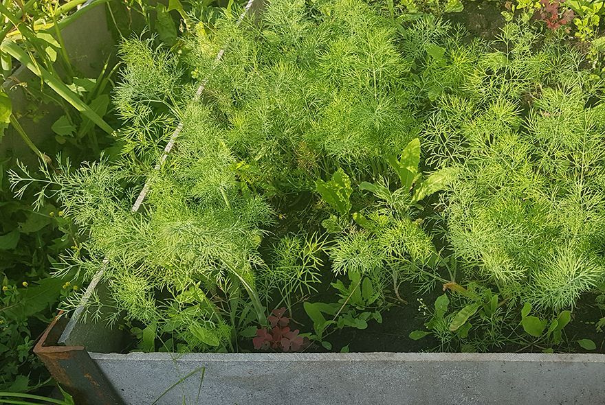 Не сажайте укроп с…