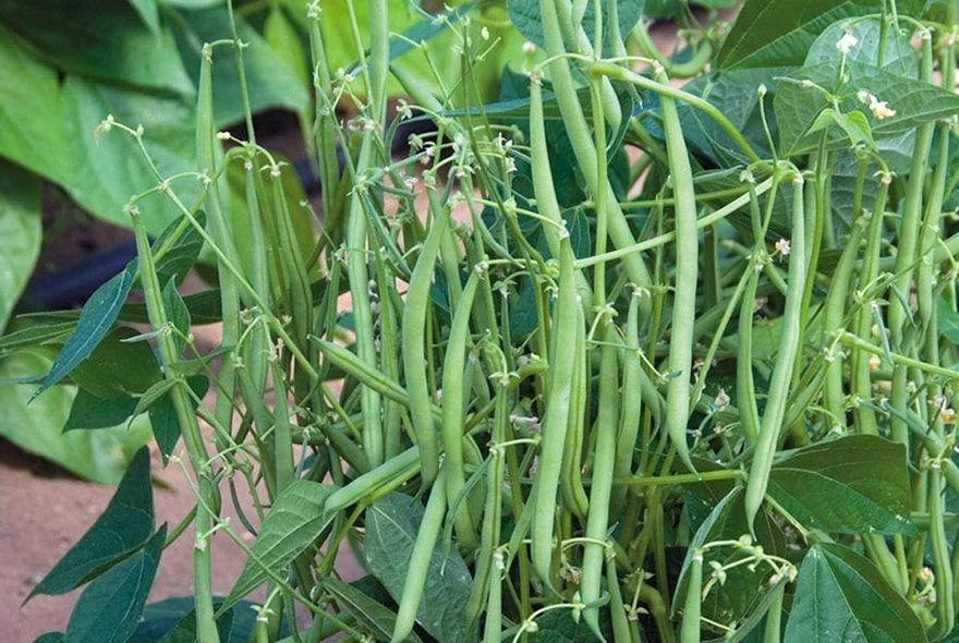 Время убирать фасоль