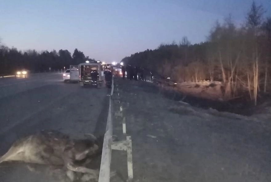 Под Пензой сбили лося