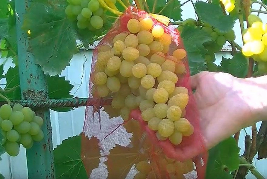 Как уберечь свой виноград от ос 