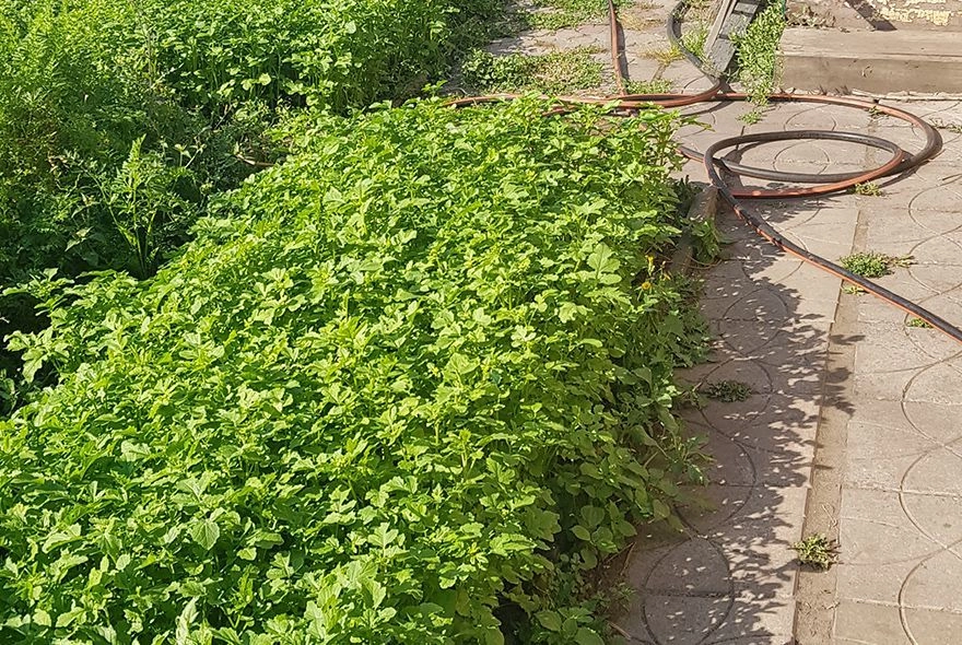 Зеленые удобрения