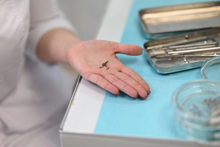 В ПГУ создали альтернативу имплантации зубов