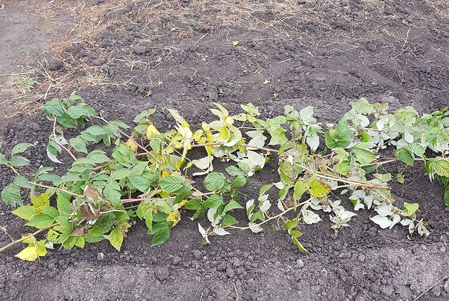 Под самый корень