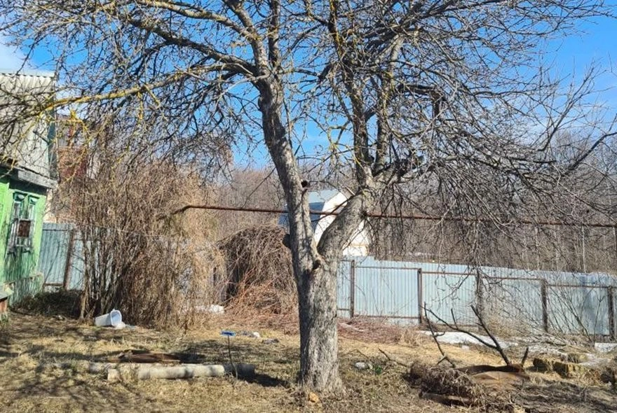 Что делать со старой яблоней