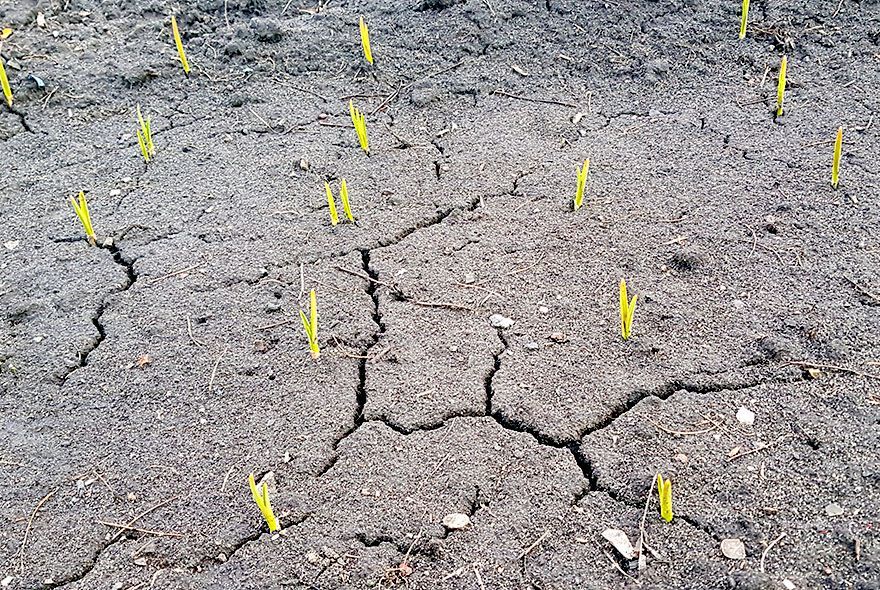 Чем подкормить чеснок ранней весной