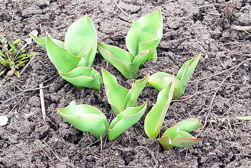 Чем удобрить тюльпаны