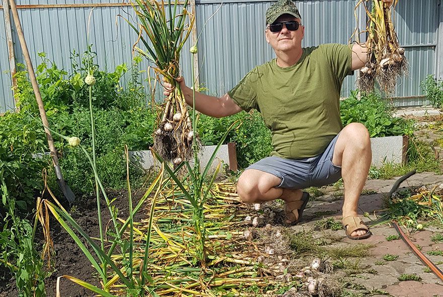 Когда убирать чеснок?