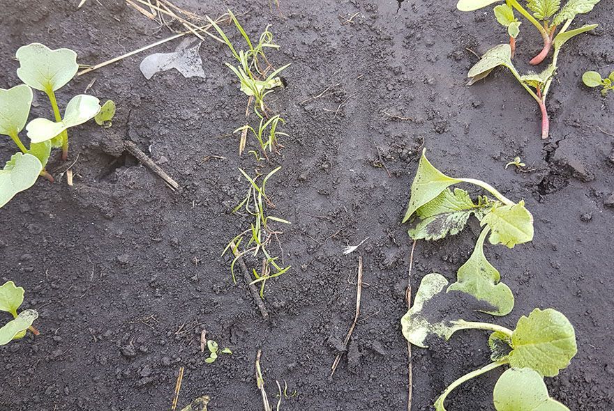 Один полив – два урожая