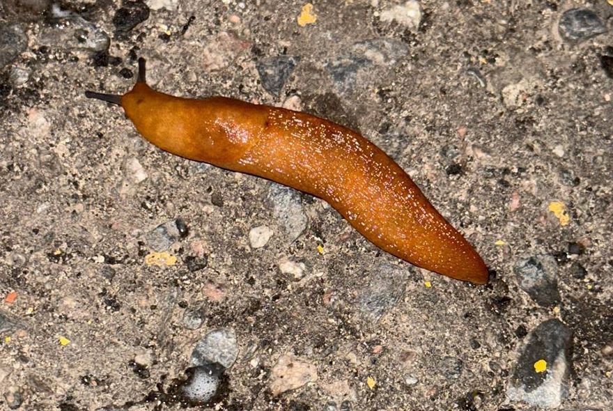  Незваный "иностранец"