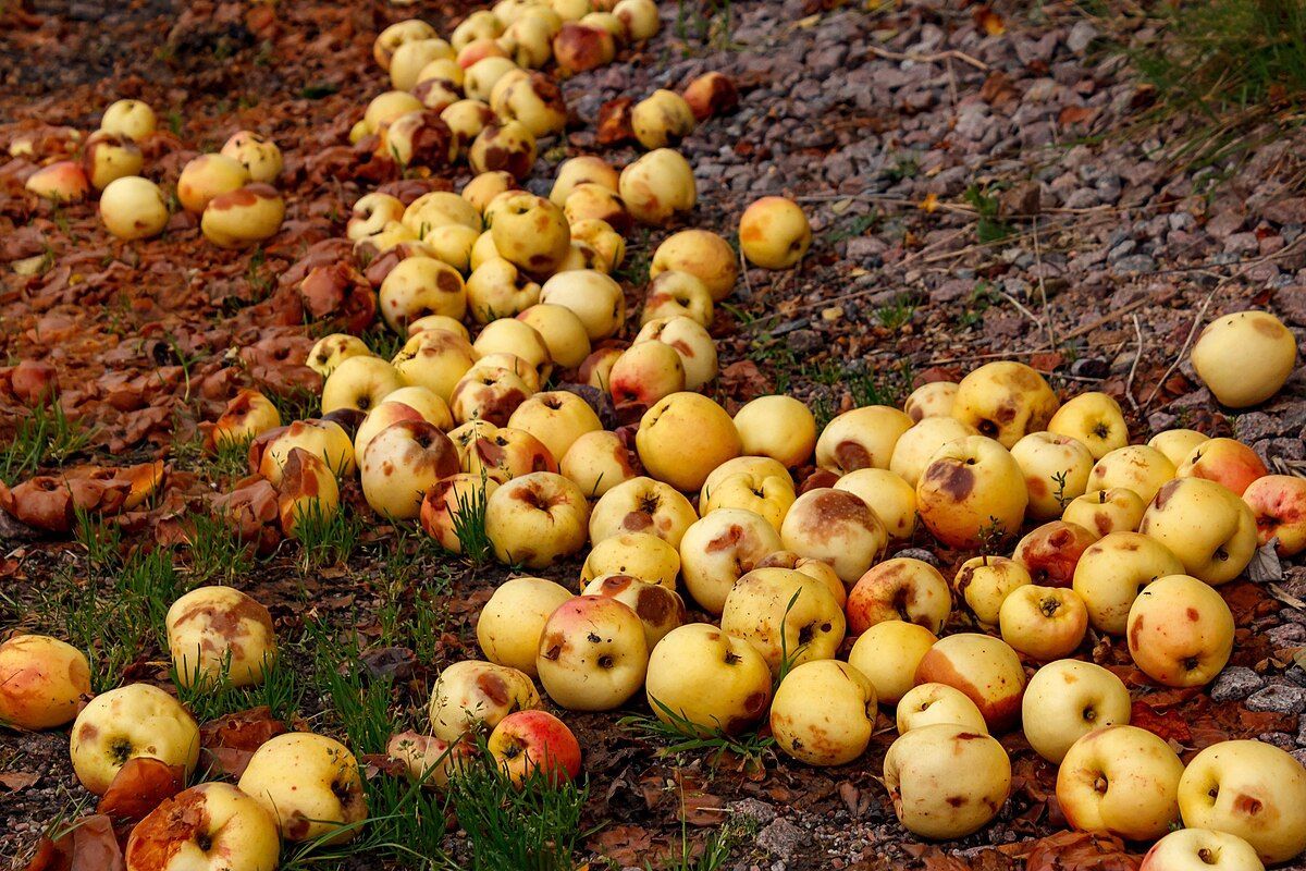 Как избавиться от плодовых вредителей