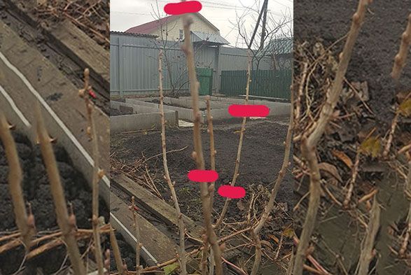 Размножаем смородину в… декабре