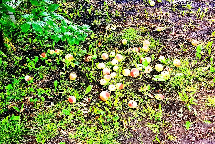 Куда девать падалицу