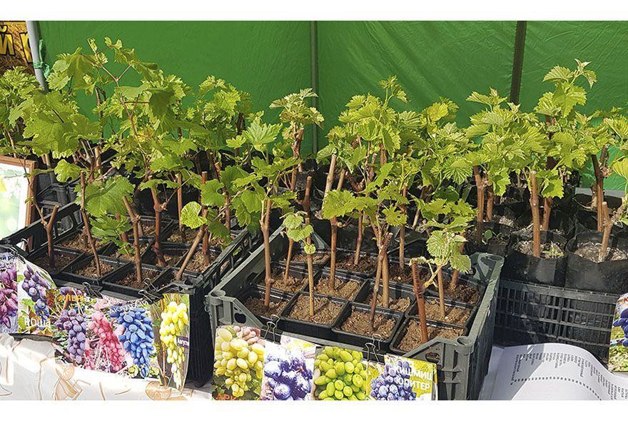 Прелесть виноградных лоз