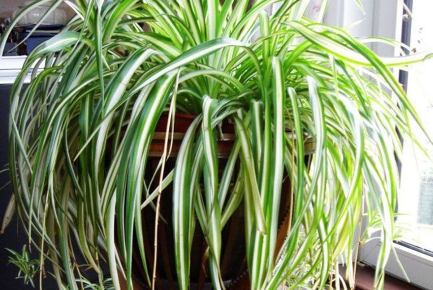 Очистка воздуха на дому