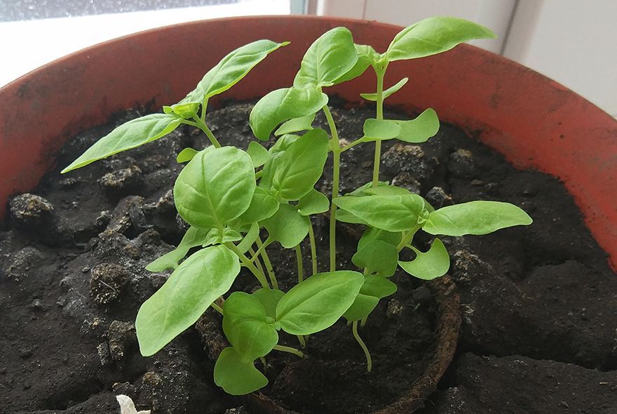 Зеленые островки зимы