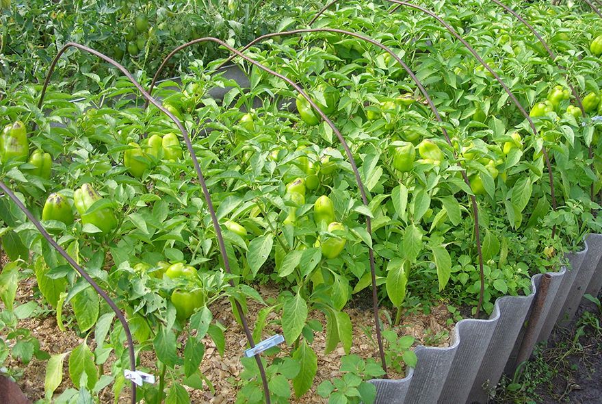 Как дозаривать перец