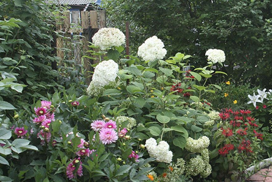 Гортензии без претензий