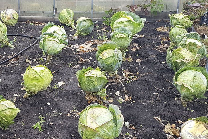 Капустные кочерыжки