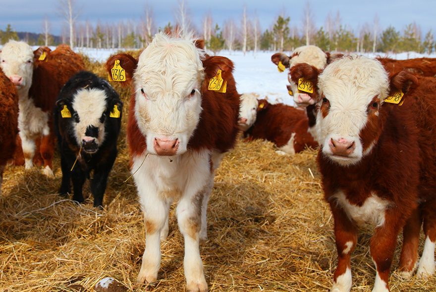 В Пензе ветврач пойдет под суд за взятки и подлог