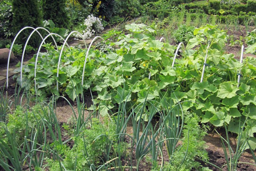 Как пересаживать растения?