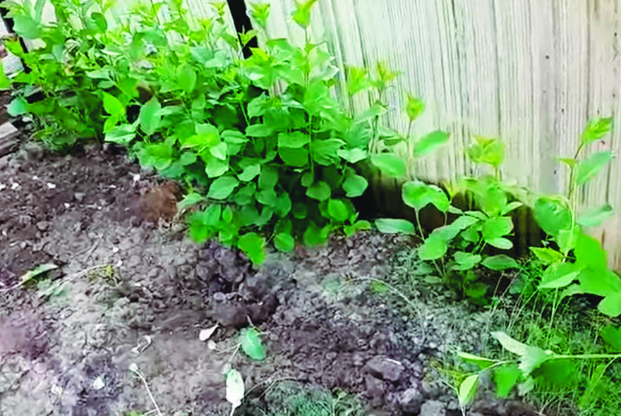 Долой поросль!