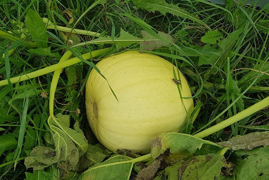 Уборка тыквы: секреты и особенности