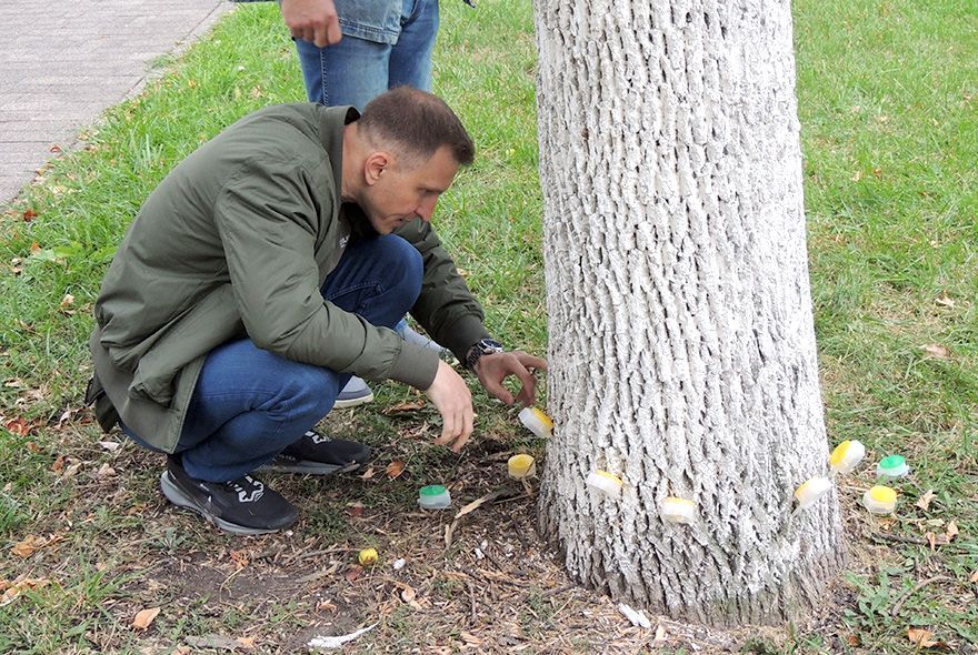 Вакцинация и инсект-отели для ясеневой аллеи