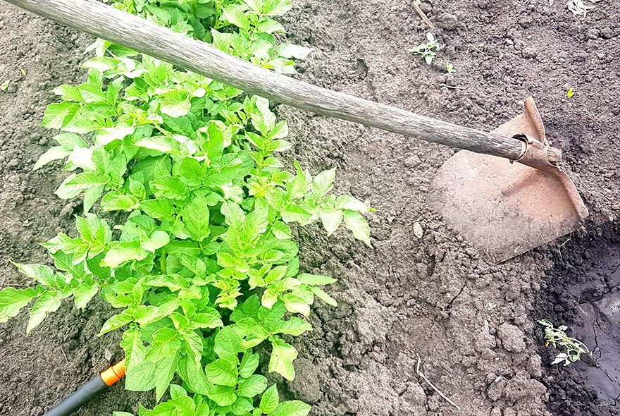 Как сделать окучник из лопаты