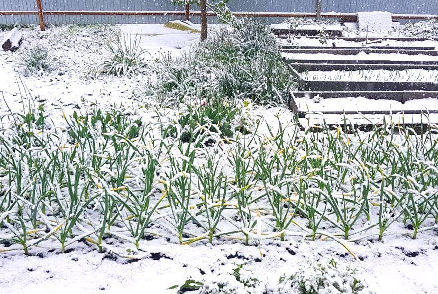 Сажаем озимый чеснок