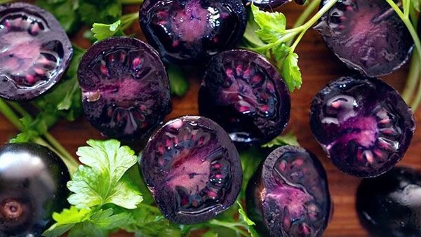 Модные антоциановые томаты 