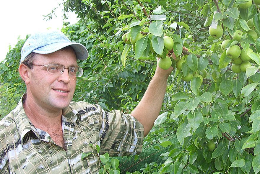 За грушей с поклоном