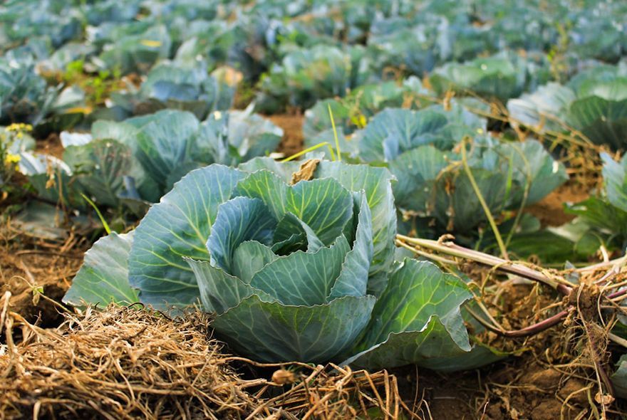 Когда сеять капусту?