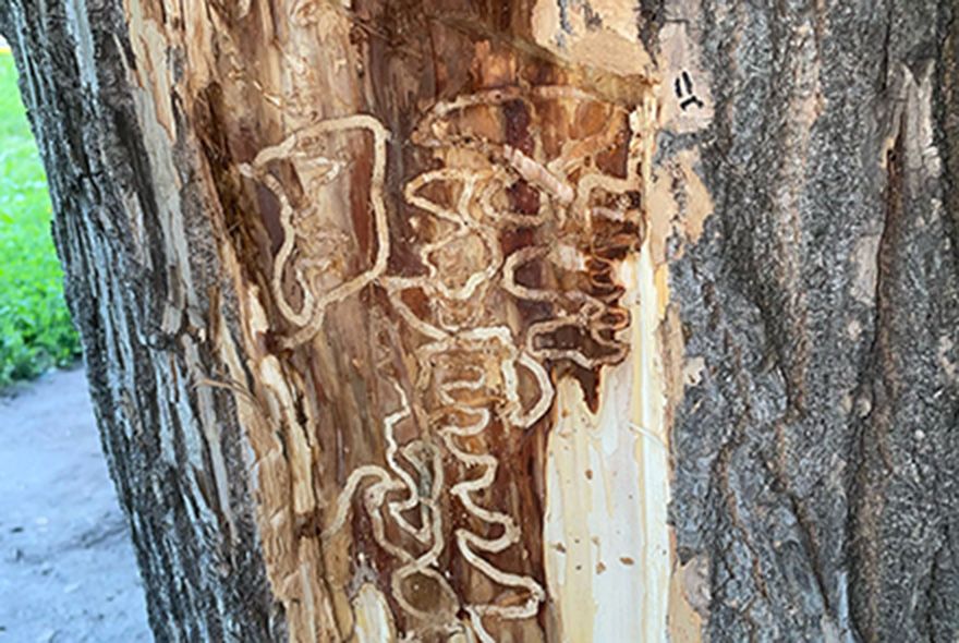 Легкие Пензы нуждаются в реанимации