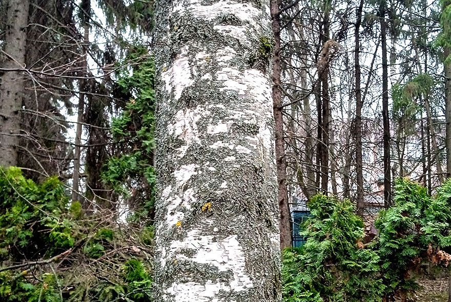 Пейте березовый сок!