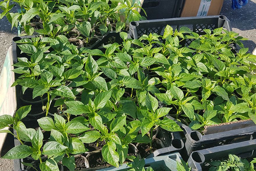 Пора сажать перец