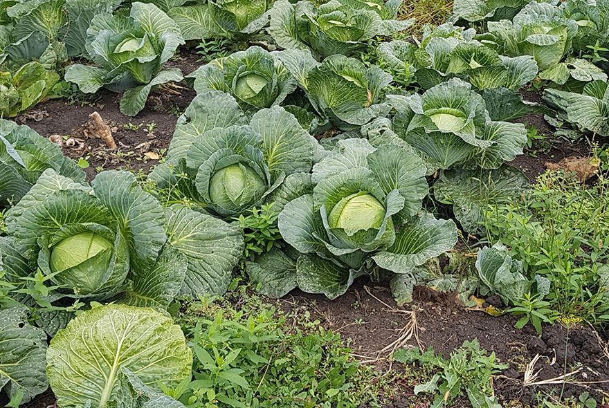 Рубим капустные головы