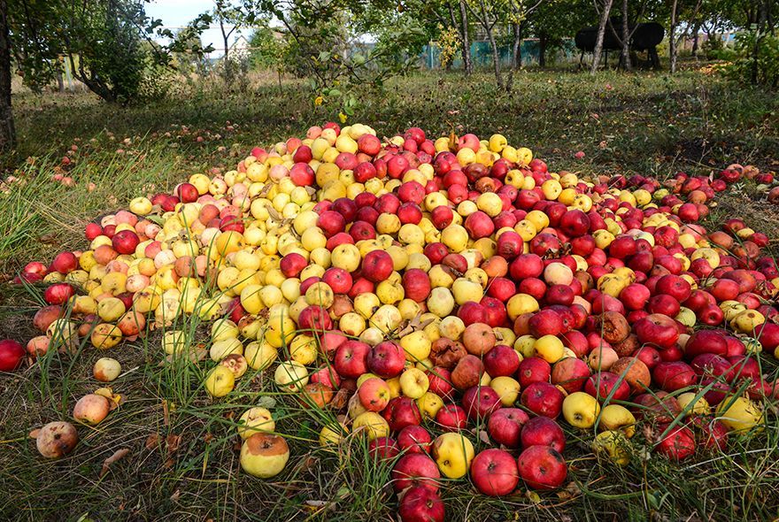 Как хранить яблоки: опасное соседство