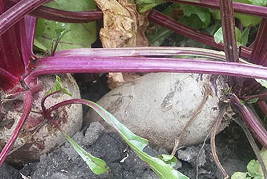 Когда лучше копать свеклу