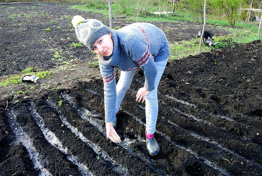 Какой севок покупать?