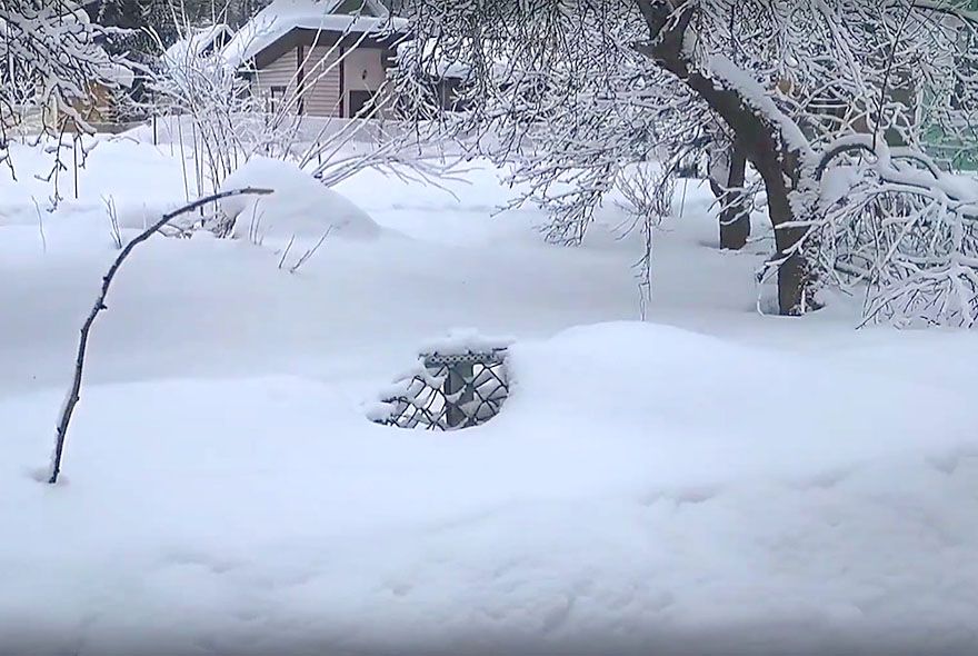 Подсказки уснувшего сада